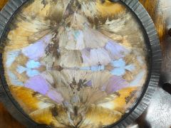 Bronze framed butterfly picture, signed Thumbnail 6